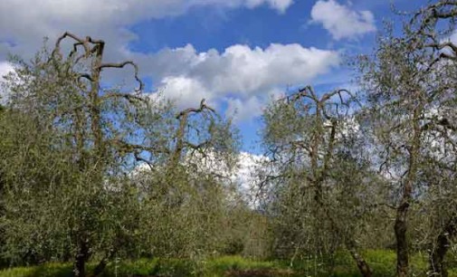 Potatura dell’olivo e difesa dell’oliveto