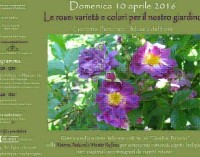 Borgo di Torre Alfina – Le rose: varietà e colori per il nostro giardino