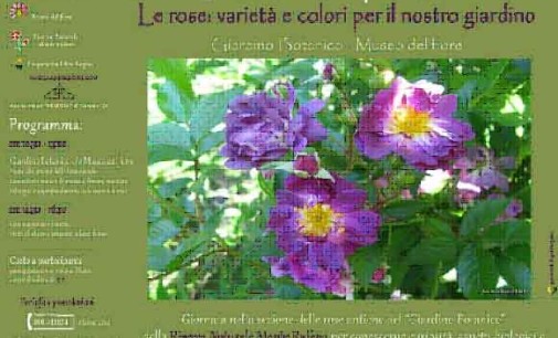 Borgo di Torre Alfina – Le rose: varietà e colori per il nostro giardino