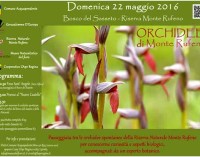 Le orchidee del bosco del Sasseto di Torre Alfina