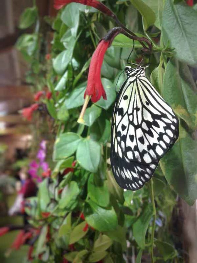 La Casa delle Farfalle. Un eden tropicale nel cuore della città