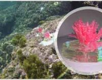 ENEA mette “in mare” le prime alghe artificiali