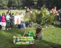 Frascati, rubata la palma piantata nel Parco dell’Ombrellino