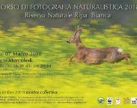 Corso di fotografia naturalistica 2018 Riserva Naturale Ripa Bianca di Jesi