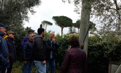 Velletri – Si ripete il corso di dimostrazione e formazione sulla potatura ulivi
