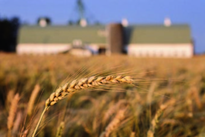 Agricoltura e grano duro. Compag cerca un protocollo d’intesa per garantire la qualità ai consumatori italiani