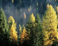 San Michele all’Adige – Risorse forestali, innovazione ed esperienze della ricerca per la loro gestione
