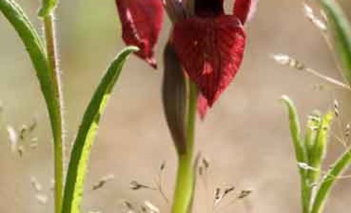 Le orchidee di Monte Rufeno tra natura e fotografia. Torre Alfina – Acquapendente – VT