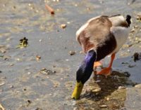 Lago Albano, vietato somministrare alimenti alle anatre selvatiche