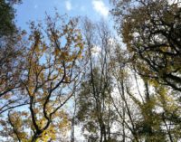 VALNERINA: AL VIA IL CROWDFUNDING PER ACQUISTARE 15 ETTARI DI FORESTA