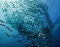 Cambiamento climatico e risorse ittiche: il commento di MSC al rapporto delle Nazioni Unite