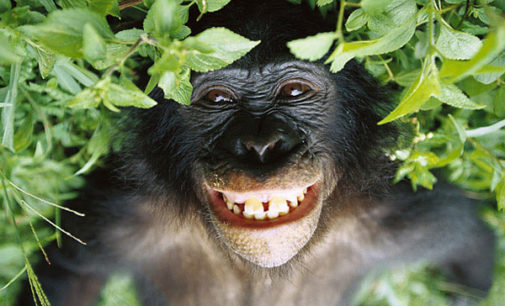 “Usanze pansessuali dei bonobo e furbizia umana del calarsi le braghe”