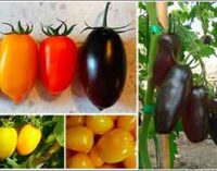 Alimentazione: per il San Marzano nuovi colori, sapori e proprietà nutritive