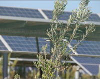 Energia: ENEA lancia la prima rete nazionale per l’agrivoltaico sostenibile