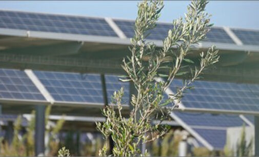 Energia: ENEA lancia la prima rete nazionale per l’agrivoltaico sostenibile