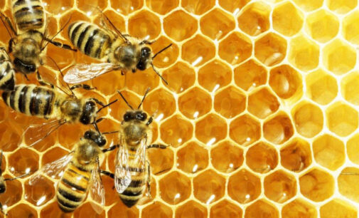 20 maggio 2021 – Giornata mondiale delle api