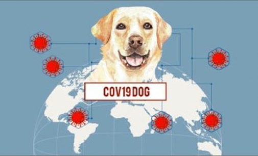 COVID-19: sensori, intelligenza artificiale e cani ‘molecolari’ per rintracciare il virus