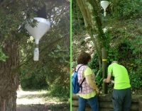 Insetti: i monitoraggi in corso nel Parco dei Castelli Romani