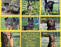 _Rocca Priora: nuova gestione cani e canile