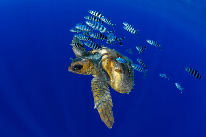World Ocean Day: Isole Canarie custodi dell’ecosistema marino