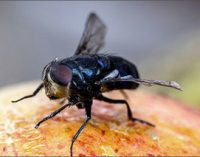 Agricoltura: cambiamenti climatici, studio sull’invasività delle mosche tropicali della frutta