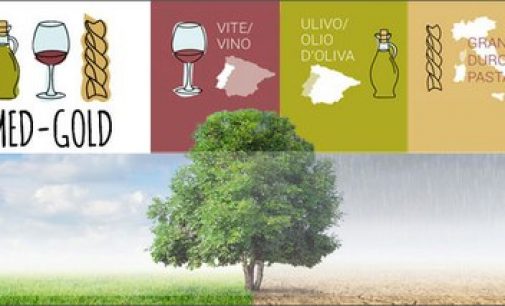 Agricoltura: ENEA al fianco dei produttori di olio, vino e pasta contro gli effetti dei cambiamenti climatici