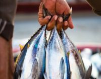 Giornata mondiale del tonno > Con MSC Pesce Sostenibile fare la scelta giusta per rispettare una specie amata da tutti