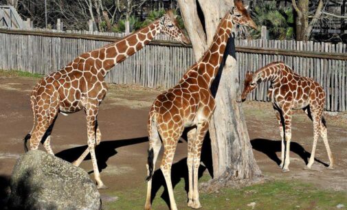 Domenica 18 giugno al Bioparco giornata evento ‘Sua altezza la giraffa’
