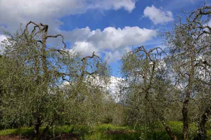 Potatura dell’olivo e difesa dell’oliveto