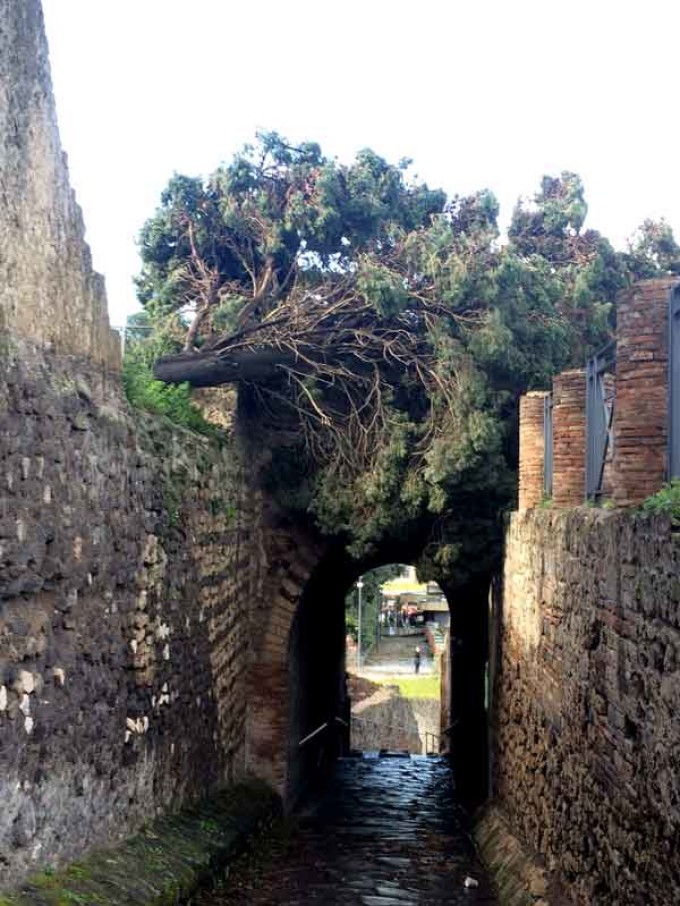 Maltempo a Pompei: cadono due alberi