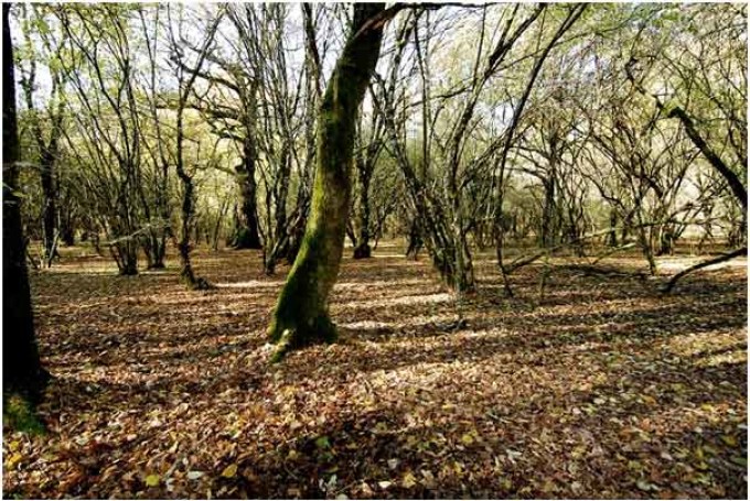 Il Bosco del Cerquone: una “selva magica” nel Parco regionale dei Castellii Romani