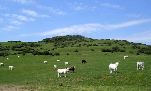 I “Quarti” del Parco di Veio