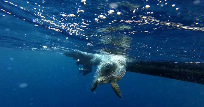 Tartaruga marina. Torna a nuotare, dopo le cure e la riabilitazione