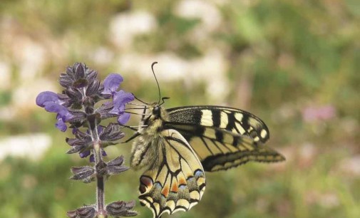 La Biodiversità dei Monti Lepini