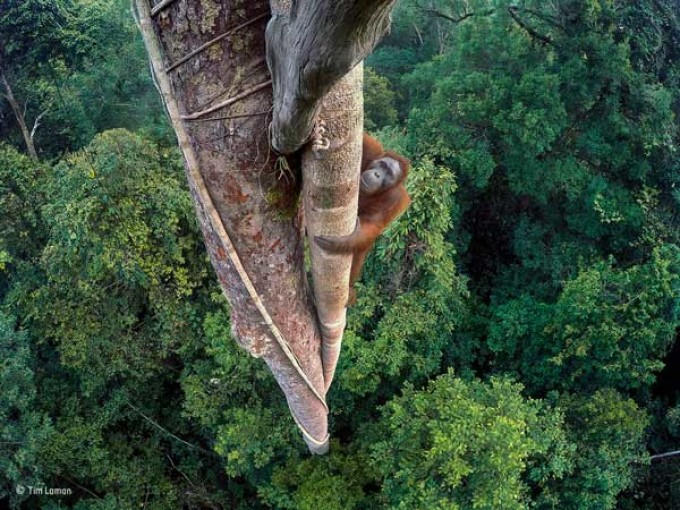 La natura protagonista delle più belle fotografie d’autore del 2016