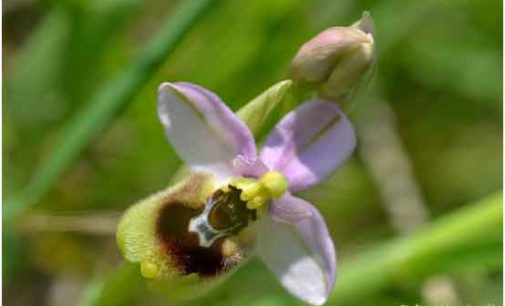Ophrys tenthredinifera nella Riserva naturale “Sughereta di Pomezia”