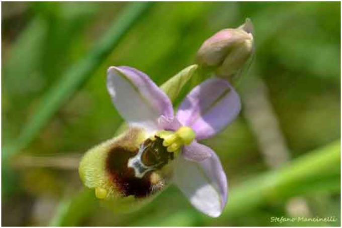 Ophrys tenthredinifera nella Riserva naturale “Sughereta di Pomezia”