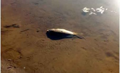 Legambiente sulla moria di pesci nel Lago di Canterno (FR)