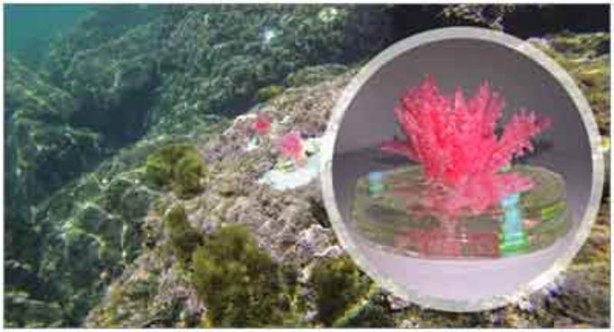 ENEA mette “in mare” le prime alghe artificiali