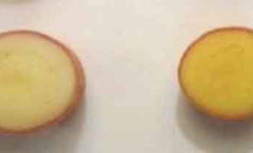 Alimentazione: ricerca internazionale sperimenta patate a più alto contenuto di vitamine