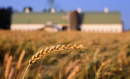 Agricoltura e grano duro. Compag cerca un protocollo d’intesa per garantire la qualità ai consumatori italiani
