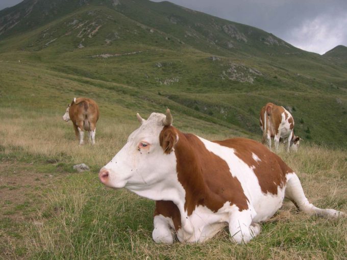 Trento – Incontro sulla biodiversità zootecnica alpina