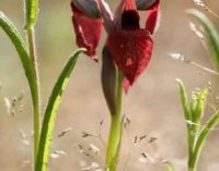 Le orchidee di Monte Rufeno tra natura e fotografia. Torre Alfina – Acquapendente – VT