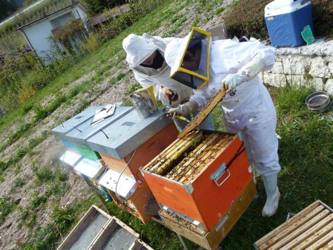 Alla FEM nasce la prima Carta per la tutela delle api prodotta dalla comunità scientifica italiana