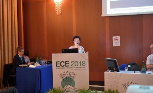 Drosophila suzukii, Gabriella Tait premiata al Congresso europeo di Entomologia