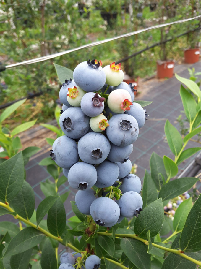European Blueberry  2018: a Trento il focus scientifico europeo sul mirtillo