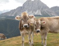 Cultura alimentare alpina, al via la candidatura a Patrimonio immateriale UNESCO