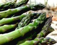Canino celebra il “mangiatutto”, l’asparago verde vanto del territorio – 30/31 marzo