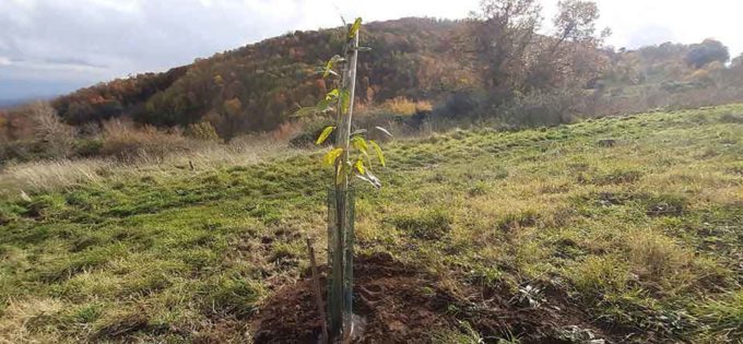 ARCHEOCLUB D’ITALIA SEDE DI MONTE COMPATRI ALL’OPERA: PIANTATI DUE ALBERI DI CASTAGNO