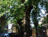 Italia Nostra Lazio: Abbattimenti indiscriminati delle alberature urbane a Monterotondo
